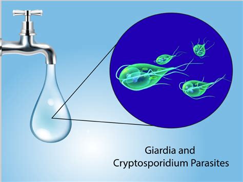 Compatibility of Alcorfix for Giardia and Cryptosporidium ...